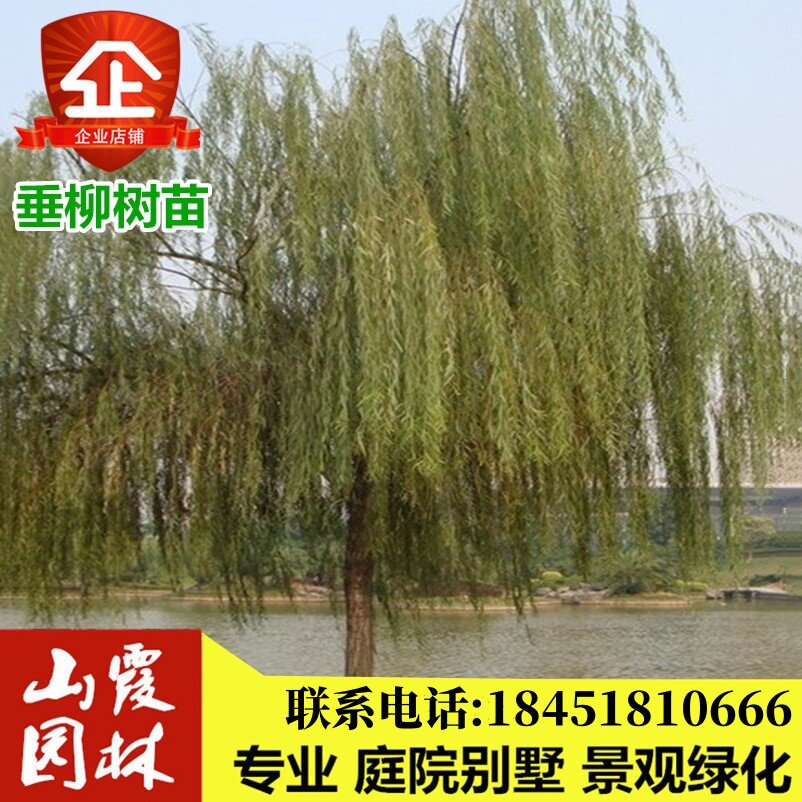 垂柳旱柳直柳河柳江柳垂柳柳树苗工程绿化苗木行道树苗风景树苗