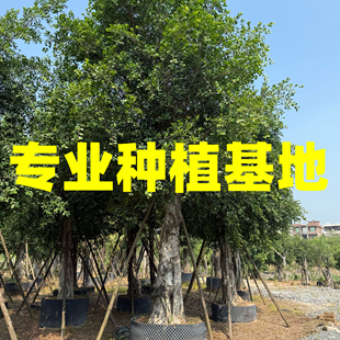 全冠小叶榕批发基地福建小叶榕价格江西赣南榕报价浙江无柄小叶榕