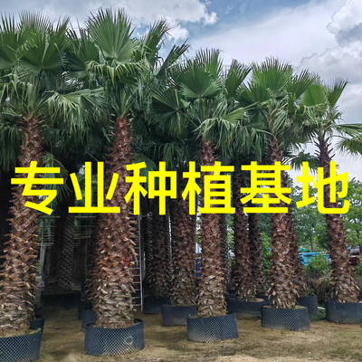 福建老人葵批发 江苏华盛顿棕榈价格 江西华棕基地 棕榈树造景