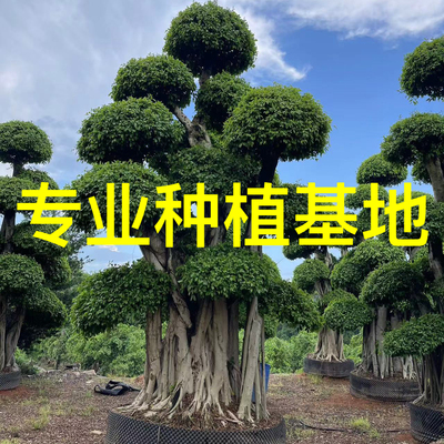 造型小叶榕批发 重庆小叶榕桩头价格造型榕树盆景基地 小叶榕桩景