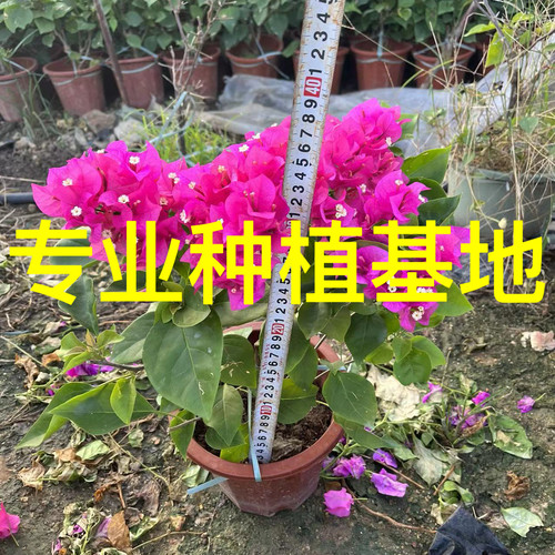 红色三角梅盆栽批发 四季红三角梅价格 中国红三角梅基地 30-60高