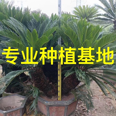 多头苏铁批发 造型大铁树价格 福建多头铁树种植基地 贵州铁树
