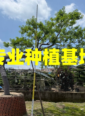 斜飘红果冬青批发 浙江造型铁冬青价格 江苏斜飘铁冬青园林景观