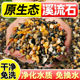 天然溪流石造景鱼缸底砂装 饰五彩石溪流沙乌龟天然铺底造景专用石