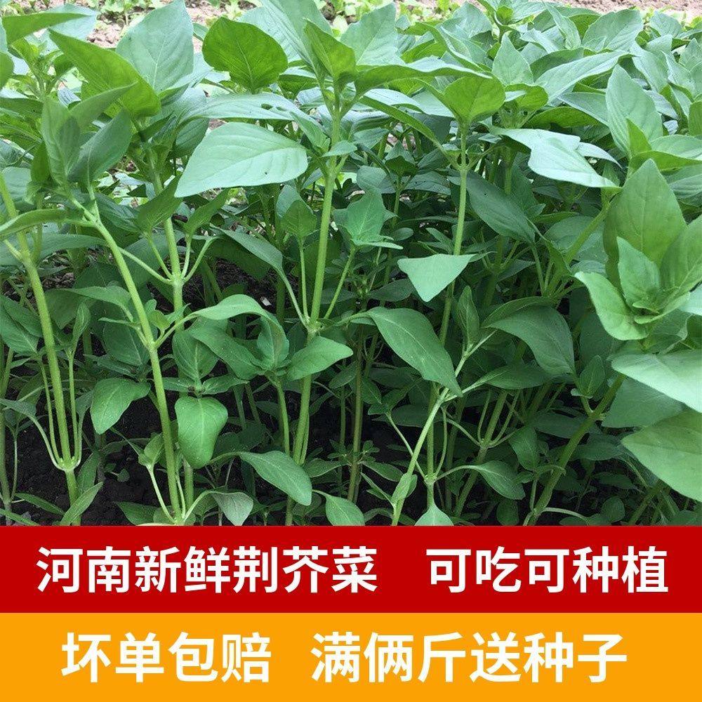 新鲜荆芥菜1斤河南大叶荆芥茎芥菜调味菜蔬菜现摘发货冰鲜包邮