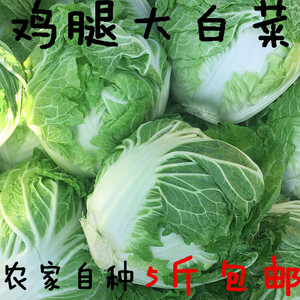 河南开封大白菜新鲜蔬菜农家自种鸡腿白菜绿色蔬菜5斤装低价包邮