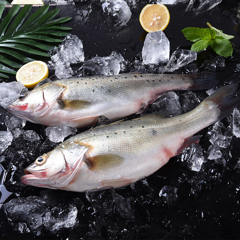 海鲈鱼1条1-1.3斤 冰鲜海鲜水产 菜市场 哈鲜食铺生鲜超市