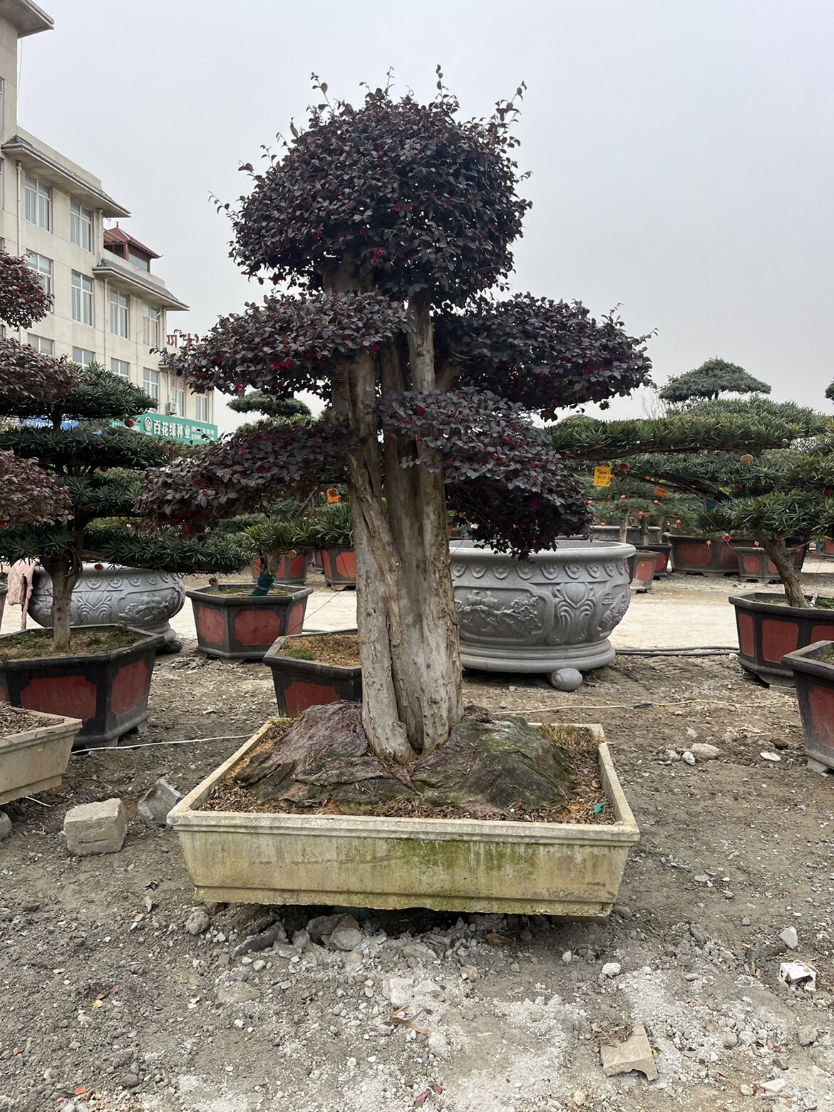 精品庭院桩红花继木盆景，适合庭院种植，四季不落叶，