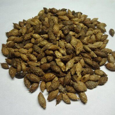 炒苍耳子500克包邮去刺头新品干货炒苍耳苍耳子另有橘红