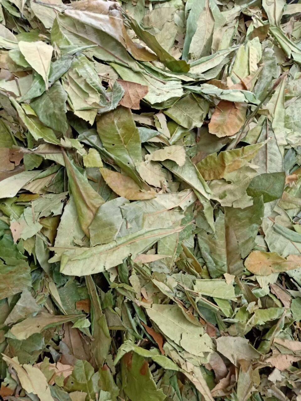 枇杷叶中药材500g枇杷叶茶新鲜生枇杷叶干货可炙枇杷叶泡茶枇杷花