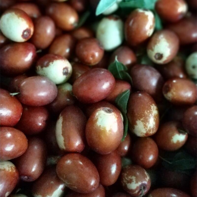 2021年山东乐陵富硒金丝小枣鲜枣2500克包邮生吃蒸吃售完勿拍