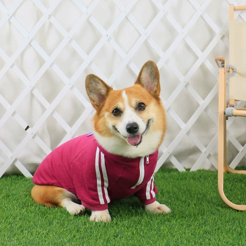 Одежда для любимой собаки осень стиль весна и осенью Новая осень и зимняя собака среднего размера