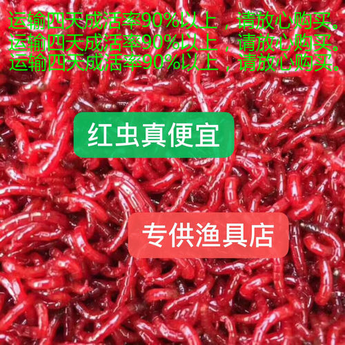 鲜活钓鱼红虫拉饵天津鱼饵包活