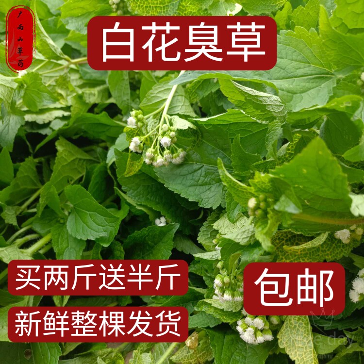 新鲜白花臭草白花香草清热止血臭草咸虾花草霍香蓟