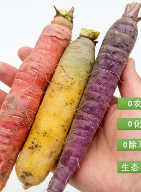农家老品种红萝卜 无农药化肥除草剂 自然生长新鲜带泥 4斤