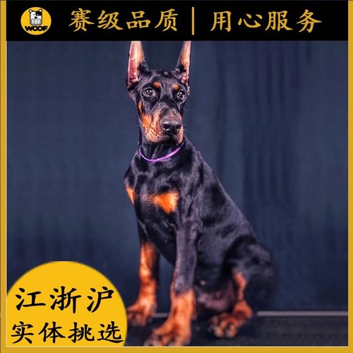 冠林杜賓犬舍 冠林首頁