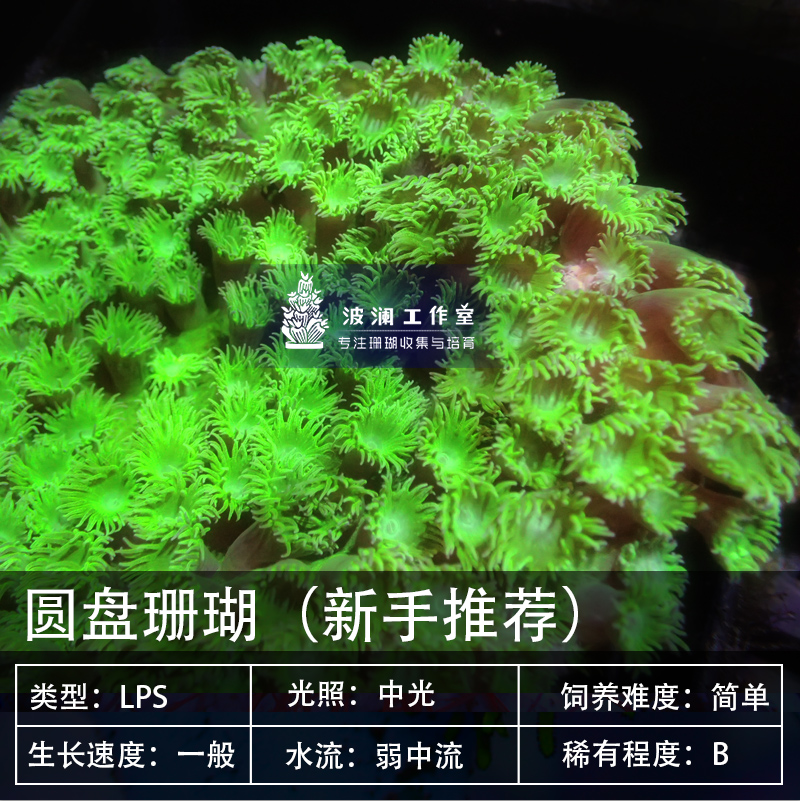马蹄花 圆盘珊瑚 新手珊瑚 好养珊瑚 水族宠物 海水活体珊瑚