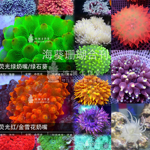 荧光绿奶嘴红奶嘴紫点葵海水珊瑚海葵珊瑚小丑鱼共生海葵活体珊瑚