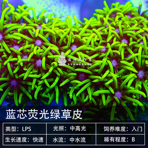 飘逸易饲养草皮皮革珊瑚海顺丰
