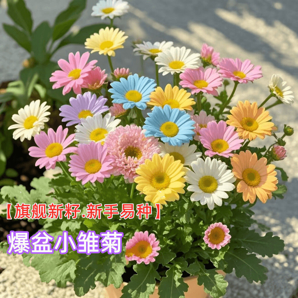 易爆盆小雏菊花种子四季开花室内外盆栽易活耐寒花卉子籽开花不断