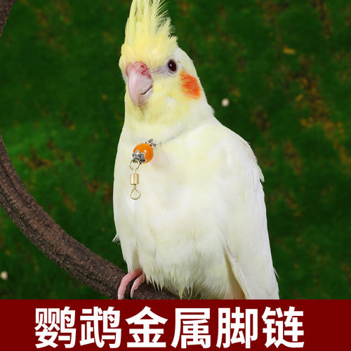 鹦鹉专用不锈钢脖套带链遛鸟｜咬