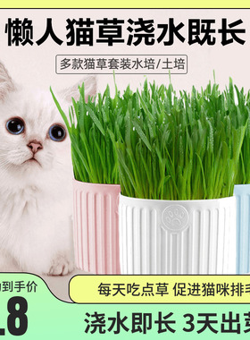 猫草盆栽小麦种子土培懒人种植猫薄荷成猫幼猫去毛球化毛猫咪洁齿