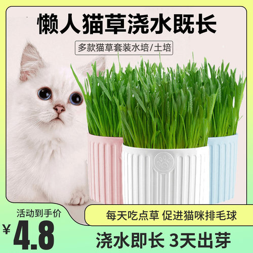 猫草盆栽小麦种子土培懒人种植猫薄荷成猫幼猫去毛球化毛猫咪洁齿 - 封面