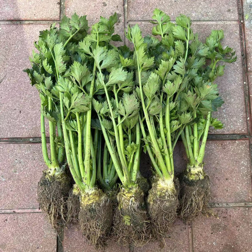 带疙瘩的根芹菜苗带疙瘩发货