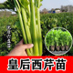 寿光大肉皇后西芹苗大苗耐寒蔬菜苗秧苗芹菜根苗苗秧四季 阳台大田