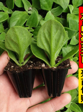 水晶冰菜苗大苗种子沙拉冰草冰菜苗子四季特色蔬菜苗秧苗春秋阳台