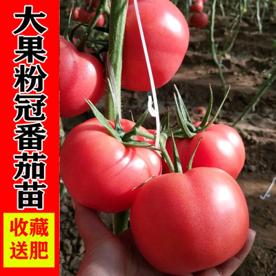 大粉西红柿番茄苗秧蔬菜苗四季