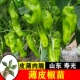 薄皮椒苗秧苗辣椒苗线椒苗四季 盆栽阳台种植蔬菜苗辣椒种苗寿光