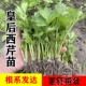 寿光大肉皇后西芹苗大苗耐寒蔬菜苗秧苗芹菜根苗苗秧四季 阳台大田
