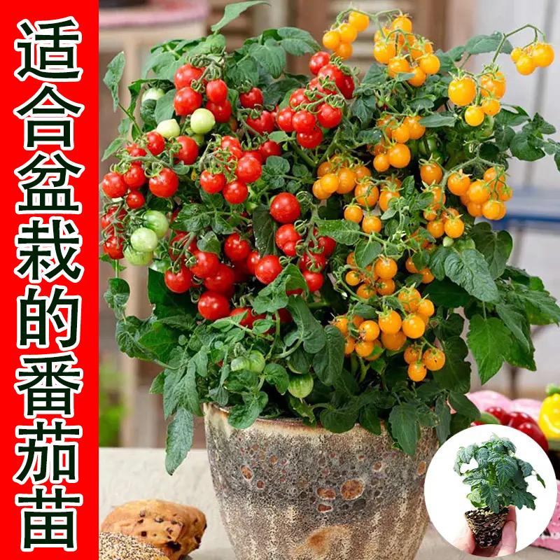 盆栽矮生番茄苗樱桃小番茄秧苗