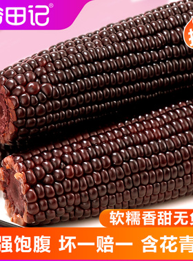 谷田记花青素大棒黑糯玉米10支粘黏真空装包邮紫花青甜玉米