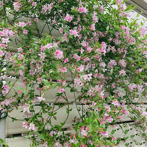 暖暖半岛 多花素馨 桃色藤本茉莉好养耐热花园阳台推荐攀缘花卉