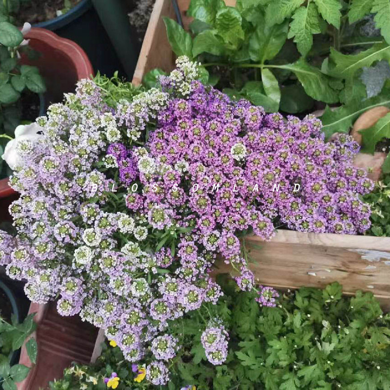 暖暖半岛 香雪球 多色全年开花爆花神器花卉盆栽搭配素材,鲜花速递/花卉仿真/绿植园艺,时令草本花卉,淘宝优惠券,粉丝福利购,淘宝优惠卷