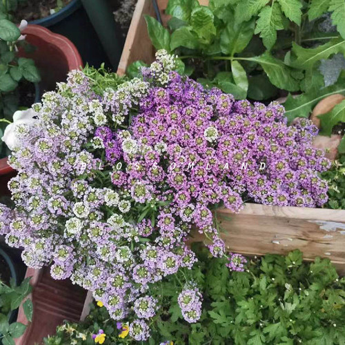 香雪球速生草本花园阳台花球素材