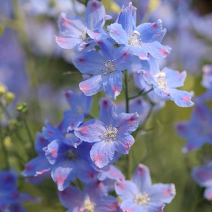 暖暖半岛 小花飞燕草切花盆栽