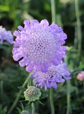 暖暖半岛 蓝盆花 轮峰草松重草耐寒植物花园阳台多年生多季节花卉