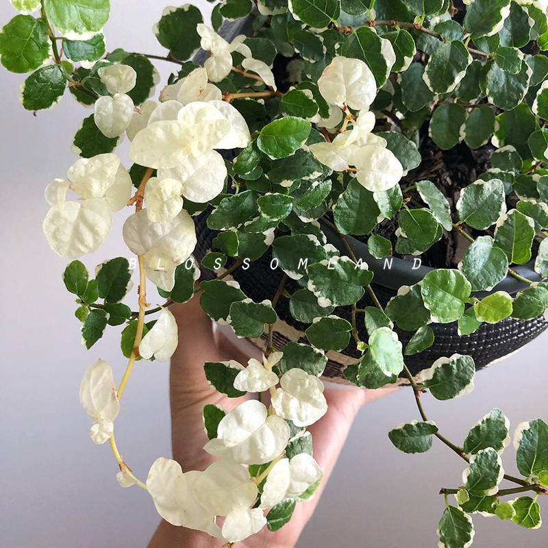 暖暖半岛  薜荔 植组盆素材绿叶花叶藤本攀爬性强耐荫观叶植物