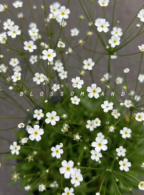 暖暖半岛 点地梅 灿若繁星“星尘”花量大耐寒盆栽花园阳台草本