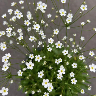 暖暖半岛 点地梅 灿若繁星“星尘”花量大耐寒盆栽花园阳台草本