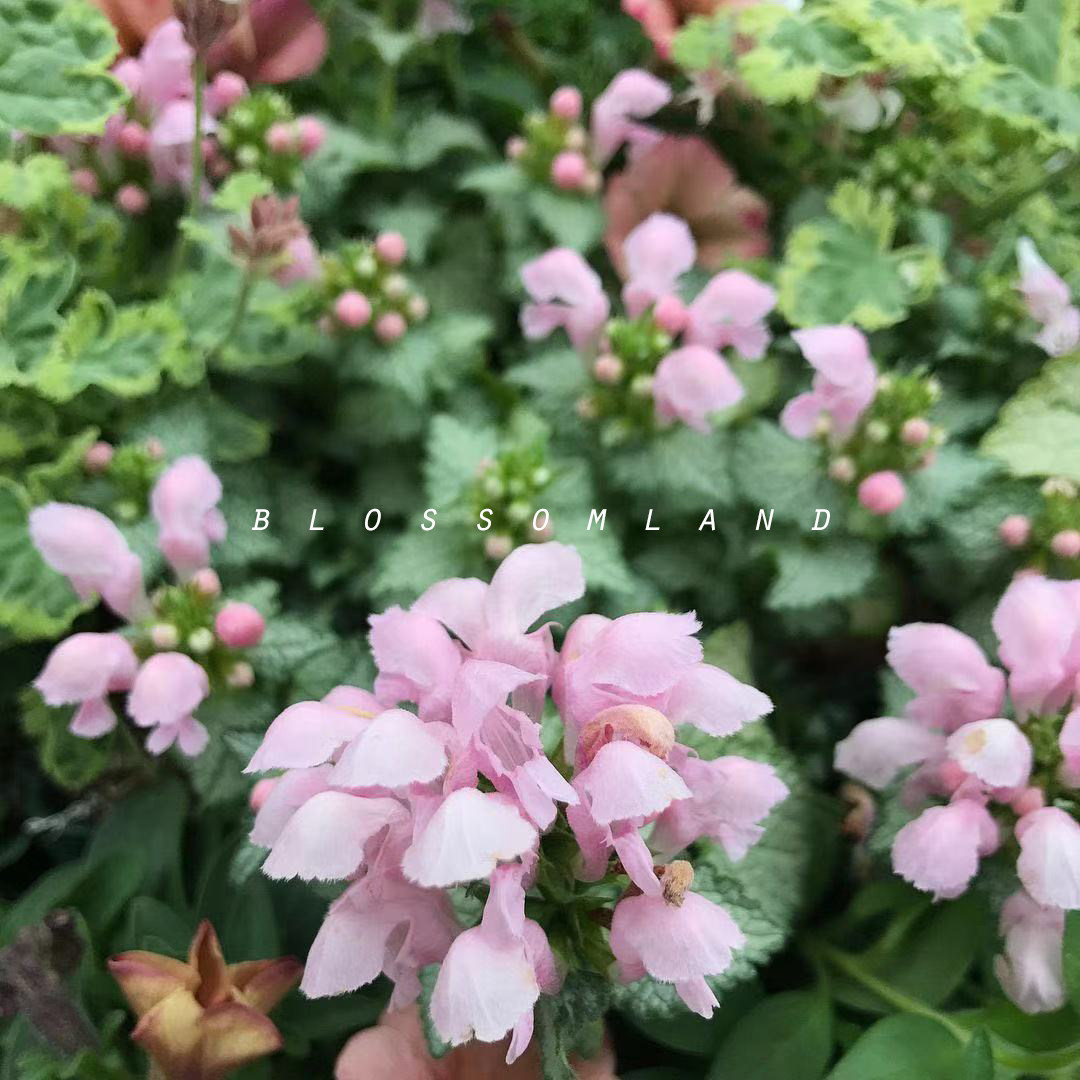 暖暖半岛 粉花银叶野芝麻 多年生耐寒观叶植物趣味庭院地被盆栽