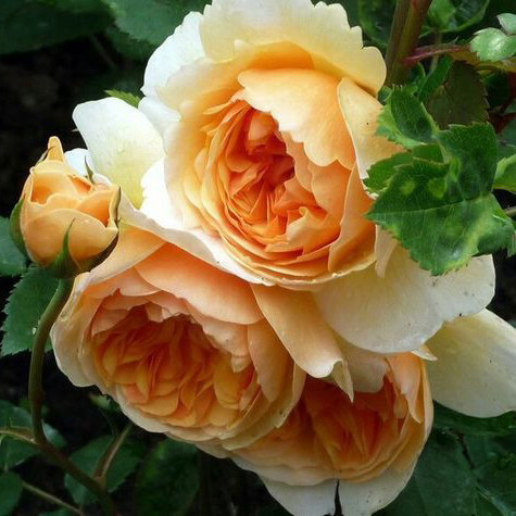 暖暖半岛欧月 玛格丽特王妃 耐热多花浓香灌木可做藤本月季玫瑰