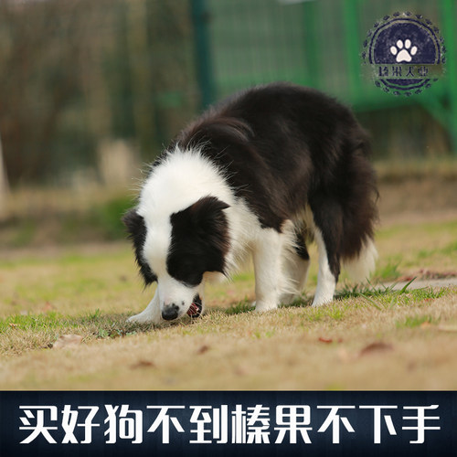 性格：活泼好动 智商高 标准外观:立耳或半立耳，毛色有黑；灰；蓝等等。尾巴长而下垂。  历史与用途:在十一世纪之前，某种驯鹿用的畜牧犬，从斯堪的纳维亚半岛  被带到英国， 后来与英国当地的犬种交配，才产生出边境牧羊犬。四肢显得