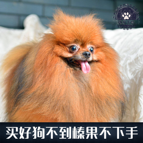 博美犬是一种紧凑、短背、活跃的玩赏犬，是德国狐狸犬的一种，原产自德国。其拥有柔软、浓密的底毛和粗硬的皮毛。尾根位置很高，长有浓密饰毛的尾巴平放在背上。博美犬的步态骄傲、庄重，它的气质和行动都是积极向上的。