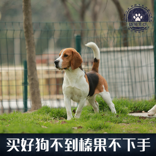 性格：性情活泼，又富爱心，是很合适喂养作为家庭犬的犬种 柠檬色。，亦有白色参杂柠檬色。毛为光滑   柔顺的短毛，耳朵下垂。