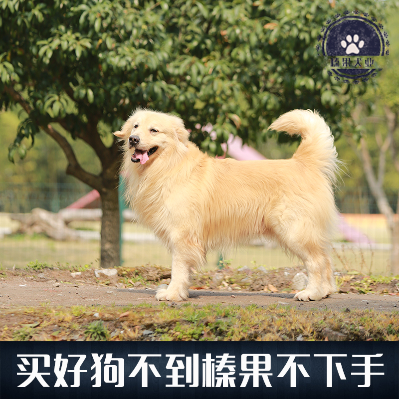 金毛犬，是属于匀称、有力、活泼的一个犬种，特征是稳固、身体各部位配合合理，腿既不太长也不笨拙，表情友善，个性热情、机警、自信而且不怕生。金毛犬最早是一种寻回猎犬。