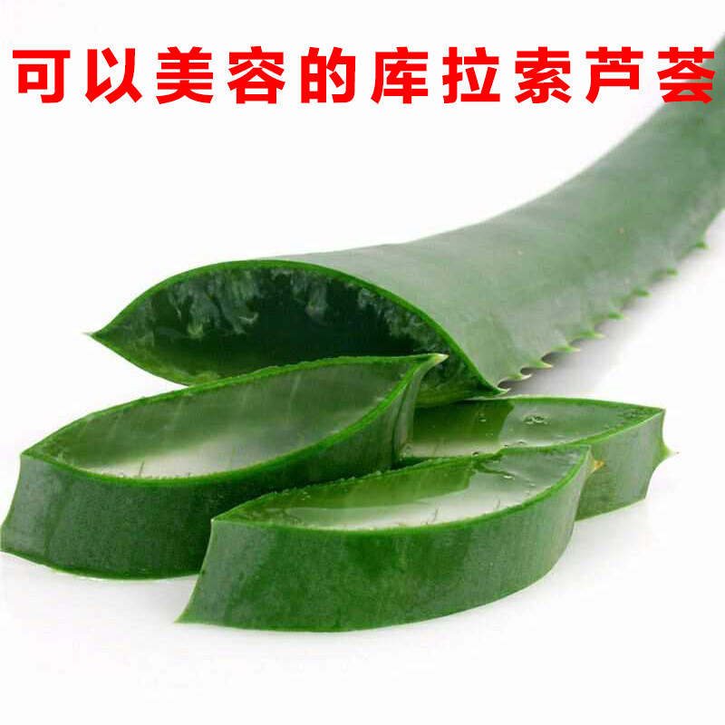新鲜芦荟叶片灌肤美容院专用叶子库拉索大颗可食用植物盆栽小苗